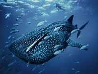 pic for Whale Shark